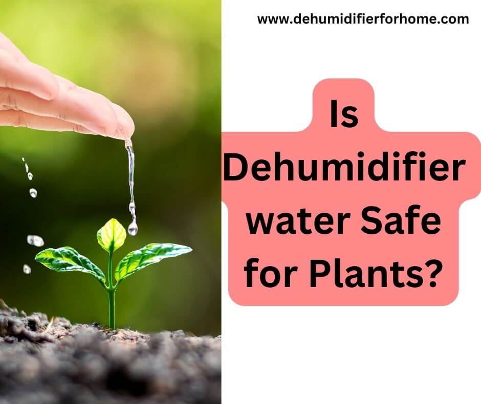 Is Dehumidifier water Safe for Plants