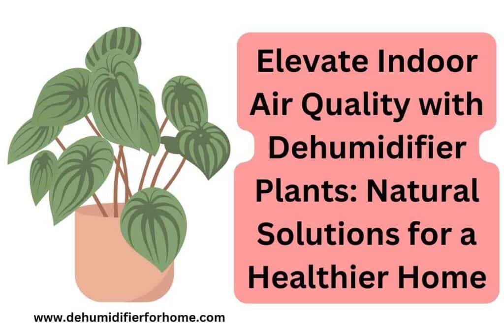 Elevate Indoor Air Quality with Dehumidifier Plants Natural Solutions for a Healthier Home