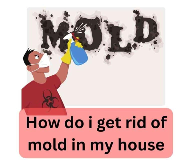 How do i get rid of mold in my house